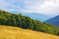 forested landscape of ukrainian mountains in summer