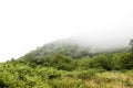 Forested mountain slope in low lying cloud