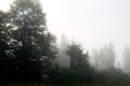 Forested mountain slope in low lying cloud with the evergreen conifers shrouded in mist in a scenic landscape view Royalty Free Stock Photo