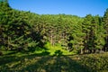 Forested mountainside Royalty Free Stock Photo