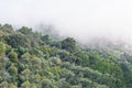 Forested mountainside in fog