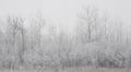 Forested Shoreline In Winter Fog