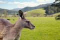 Forester Kangaroo Royalty Free Stock Photo