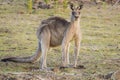 Forester Kangaroo, one of the biggest kangaroos.