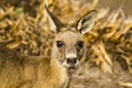 Forester Kangaroo, one of the biggest kangaroos.