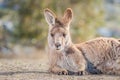 Forester Kangaroo in Tasmania, Australia Royalty Free Stock Photo