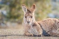 Forester Kangaroo in Tasmania, Australia