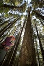 Forester in a Pacific Northwest