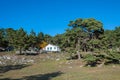 Forester`s hut among century trees against the blue sky