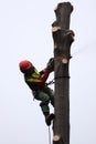 Forester at work Royalty Free Stock Photo