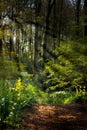 Forestpath in spring with flowers and sunrays