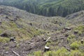 Forestry clear-cut, signs of reforestation.