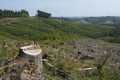 Forestry clear-cut, signs of reforestation. Royalty Free Stock Photo