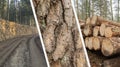 Forestry Collage - Timber Industry - Cut And Stacked Tree Trun