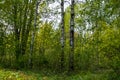 Forestry including birch tress located in the Northwoods of Hayward, WI Royalty Free Stock Photo