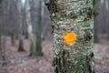 Forestry industry tree felling, marked tree Royalty Free Stock Photo