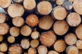 Forestry industry tree felling Royalty Free Stock Photo