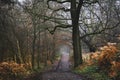 Forestry landscape image.