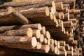 Forestry, log piles close up Royalty Free Stock Photo