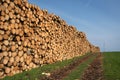 Forestry, log piles and footpath Royalty Free Stock Photo