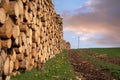 Forestry, log piles and footpath Royalty Free Stock Photo