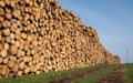 Forestry, log piles and footpath Royalty Free Stock Photo
