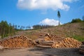 Forestry, log piles and footpath Royalty Free Stock Photo