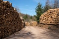 Forestry, log piles and footpath Royalty Free Stock Photo