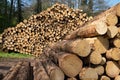 Forestry, log piles Royalty Free Stock Photo