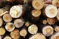 Forestry - Pile of tree boles Royalty Free Stock Photo
