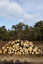 Forestry - Pile of tree boles Royalty Free Stock Photo