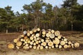 Forestry - Pile of tree boles Royalty Free Stock Photo