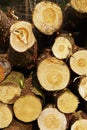 Forestry - Pile of tree boles Royalty Free Stock Photo