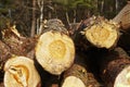 Forestry - Pile of tree boles Royalty Free Stock Photo