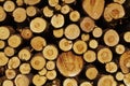 Forestry - Pile of tree boles Royalty Free Stock Photo