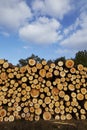 Forestry - Pile of tree boles Royalty Free Stock Photo