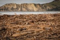 Forestry slash washed up on beach at Tolaga Bay, New Zealand after a flood