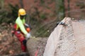 Forestry tape measure hooked to spruce trunk and worker visible in background Royalty Free Stock Photo