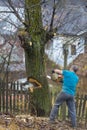 Forestry worker - lumberjack works with chainsaw. He cuts a big Royalty Free Stock Photo