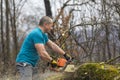 Forestry worker - lumberjack works with chainsaw. He cuts a big Royalty Free Stock Photo