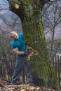 Forestry worker - lumberjack works with chainsaw. He cuts a big Royalty Free Stock Photo