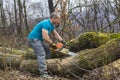 Forestry worker - lumberjack works with chainsaw. He cuts a big Royalty Free Stock Photo