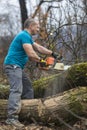 Forestry worker - lumberjack works with chainsaw. He cuts a big Royalty Free Stock Photo