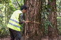 Forestry worker is measuring trunk of pine to analysis and research about growth of tree in forest. Natural resource monitoring