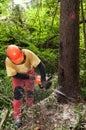 Forestry worker cutting down spruce tree marked for felling