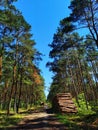 Tree felling by forest district, Mazowieckie province. Royalty Free Stock Photo