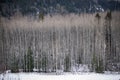 Boreal Forests of the Bulkley Valley Royalty Free Stock Photo