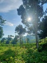 FORESTS IN CIANJUR WEST JAVA