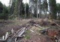 forests of conifers and beech trees during deforestation by man