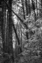 Forests of Costa Rica in Black and white film 07